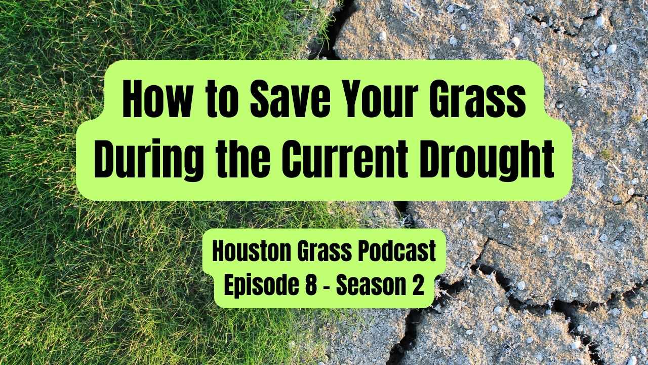 How to Save Your Grass During Our Current Drought