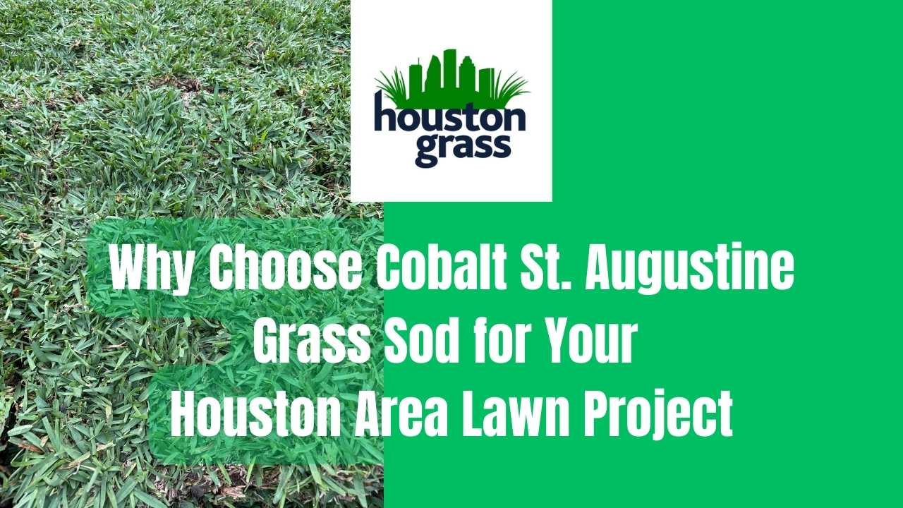 Why Choose Cobalt St. Augustine Grass Sod for Your Houston Area Lawn Project