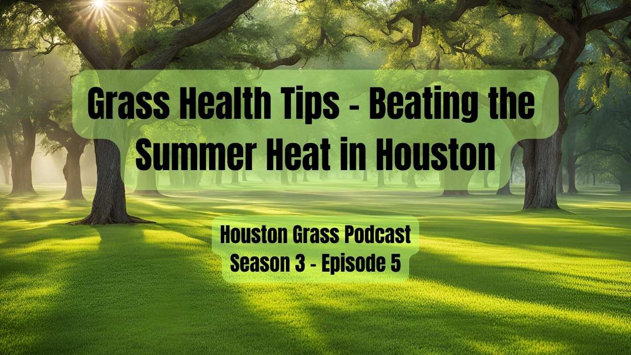Grass Health Tips - Beating the Summer Heat in Hot Houston
