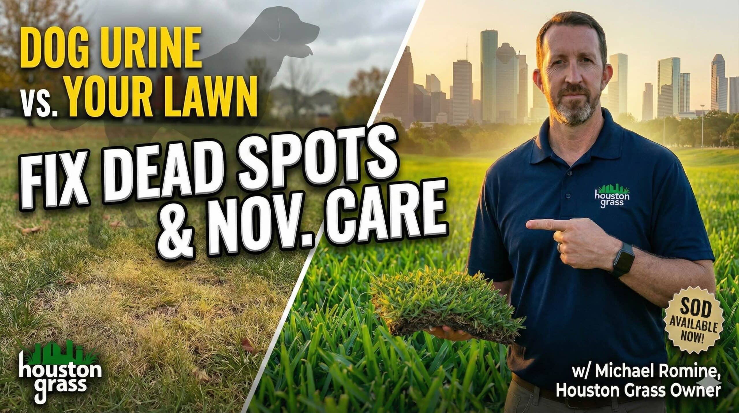 Fix Dog Urine Dead Spots and November Lawn Care in Houston