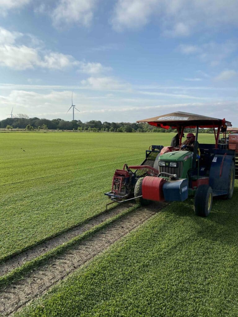 Cutting Raleigh Saint Augustine Cutting Raleigh St. Augustine Grass Sod