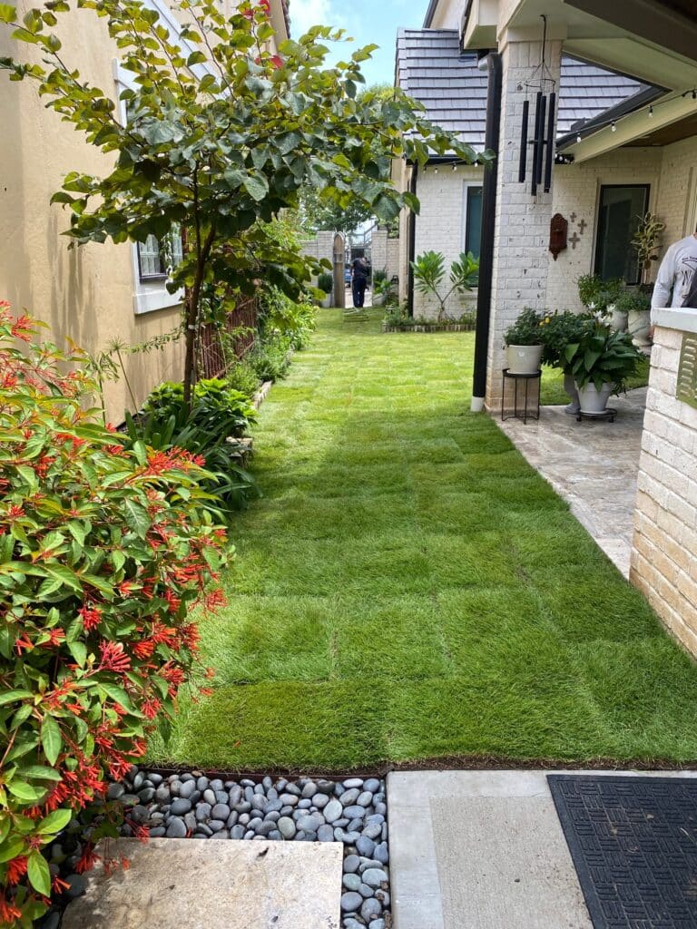 Emerald Zoysia Grass