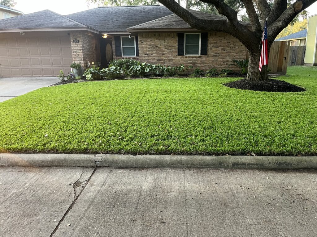 Cobalt St. Augusting Grass Cobalt St. Augusting Grass