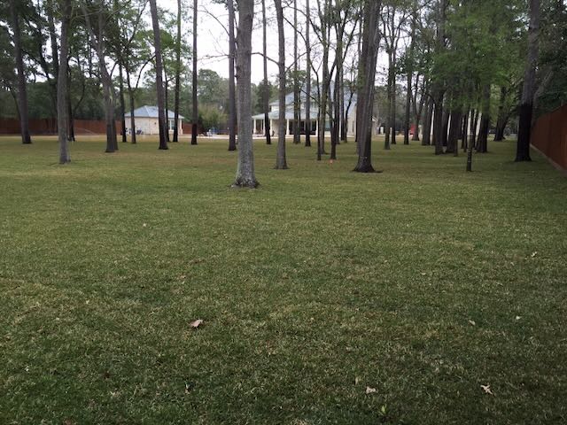 Raleigh and Palmetto St. Augustine Grass Raleigh and Palmetto St. Augustine Grass