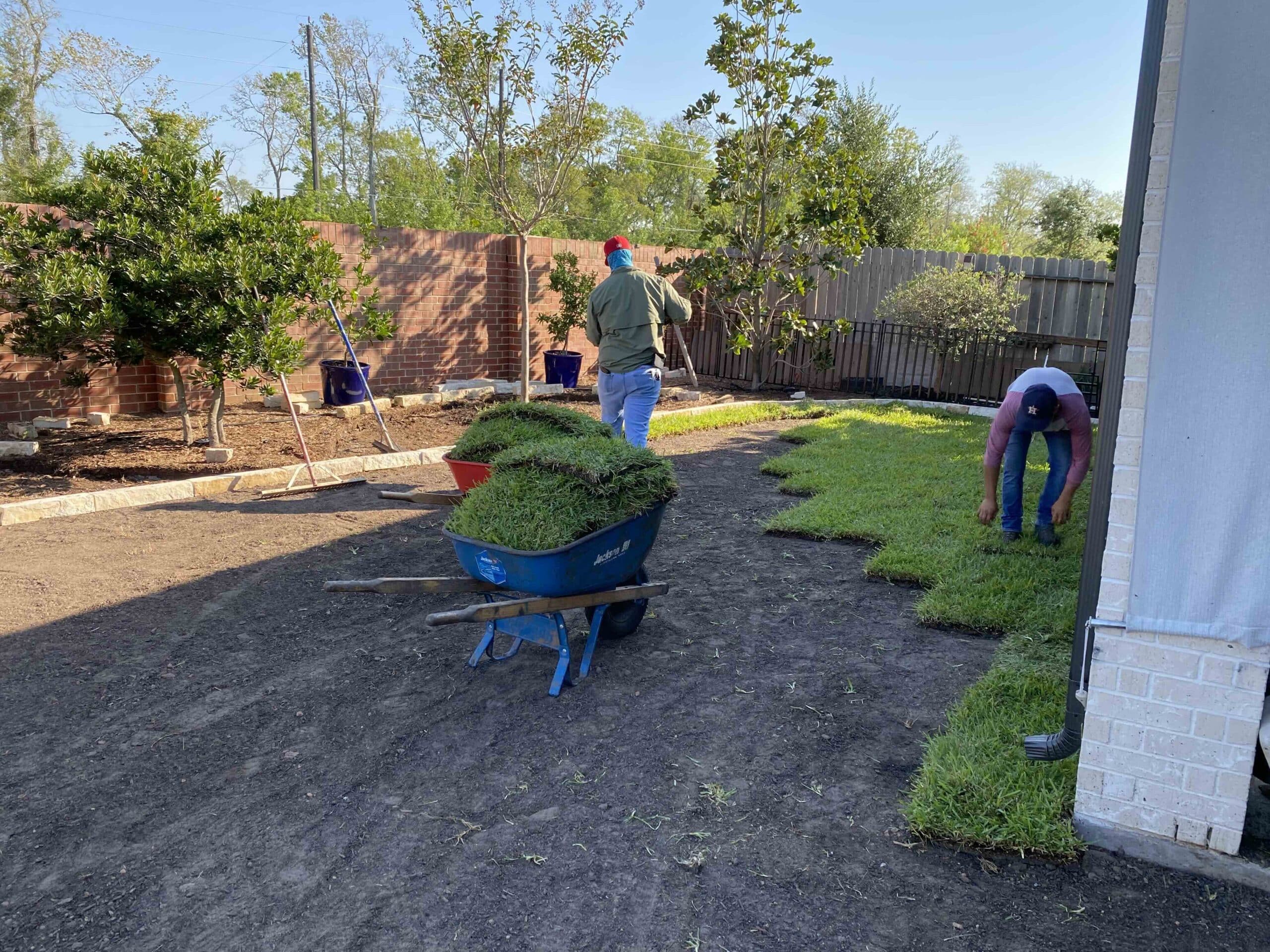 installing raleigh st. augustine grass sod installing raleigh st. augustine grass sod