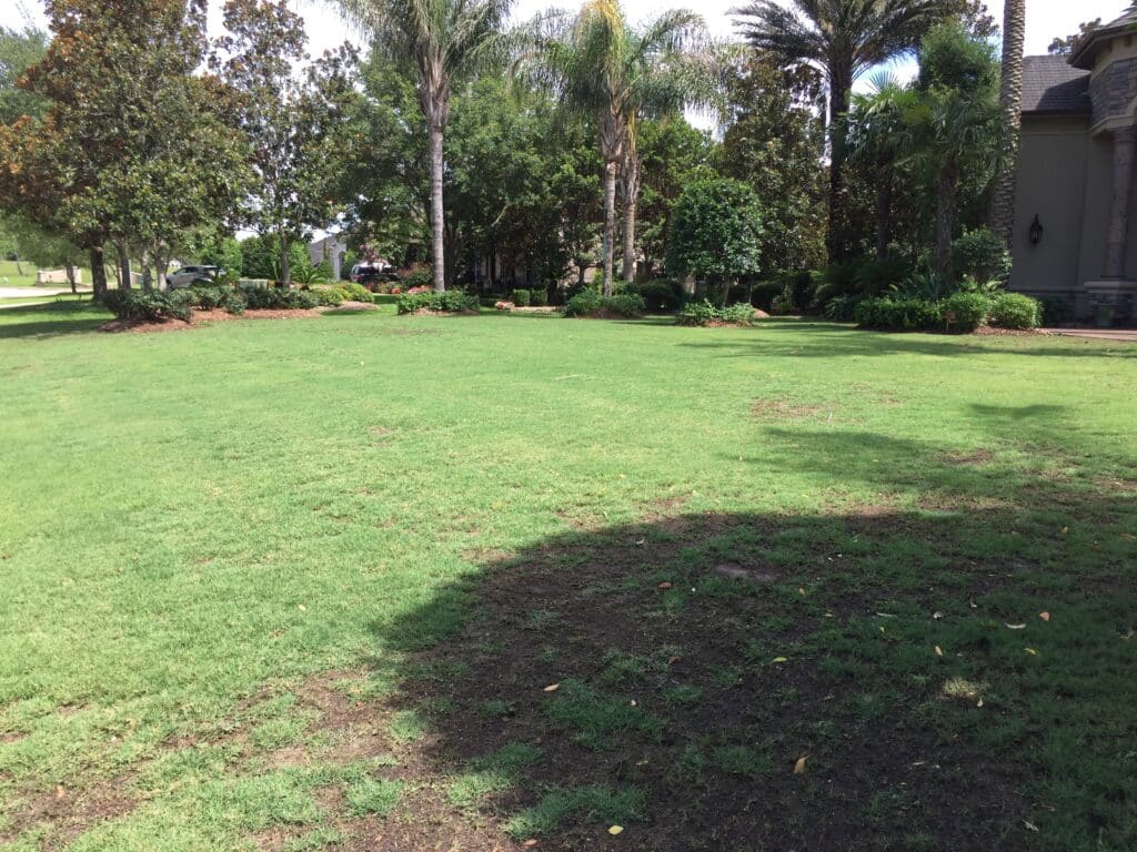 tifway 419 thinning due to shade 1 tifway 419 thinning due to shade 1