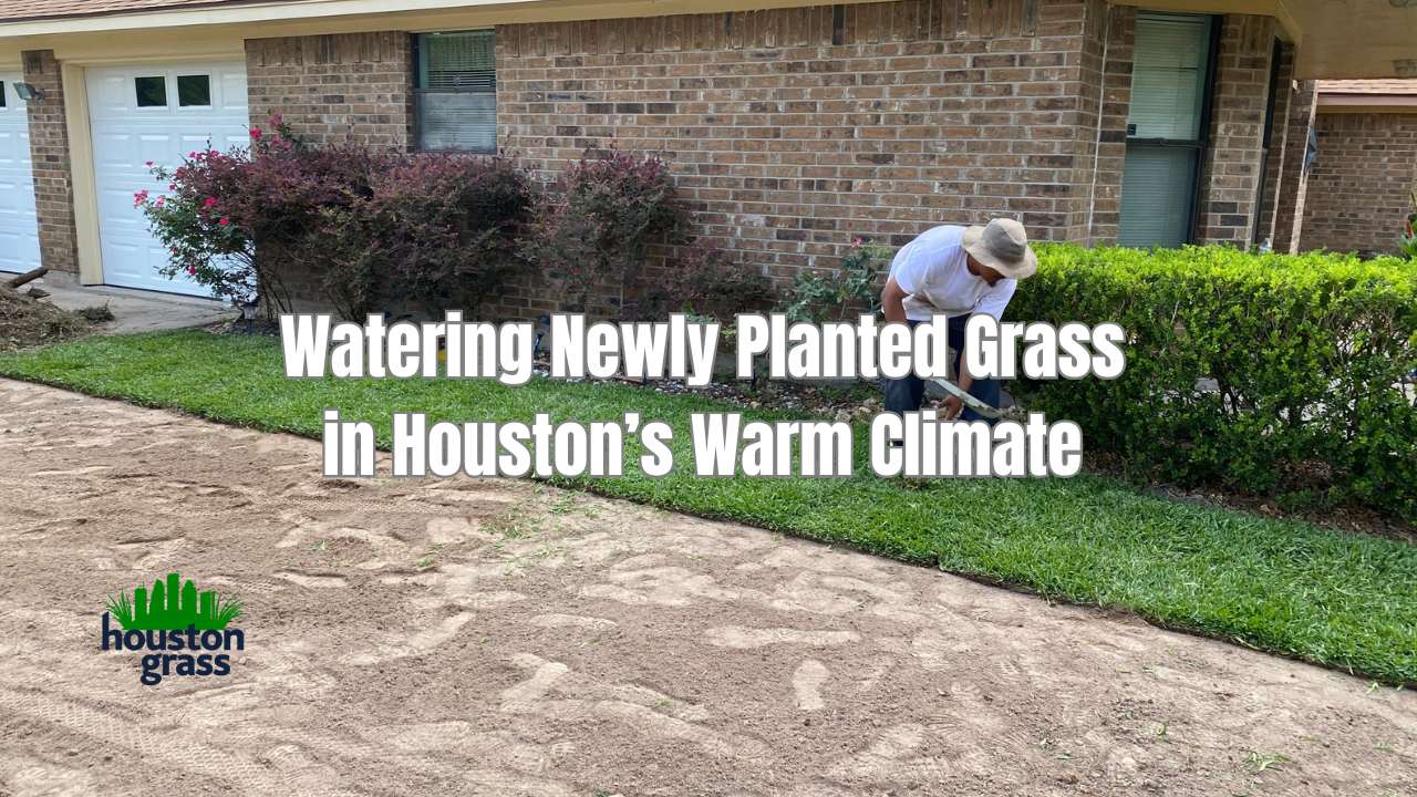 Watering Newly Planted Grass in Houston’s Warm Climate