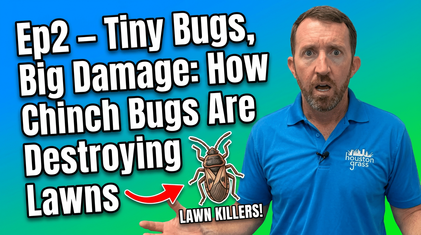 Tiny Bugs, Big Damage: How Chinch Bugs Are Destroying Houston Lawns