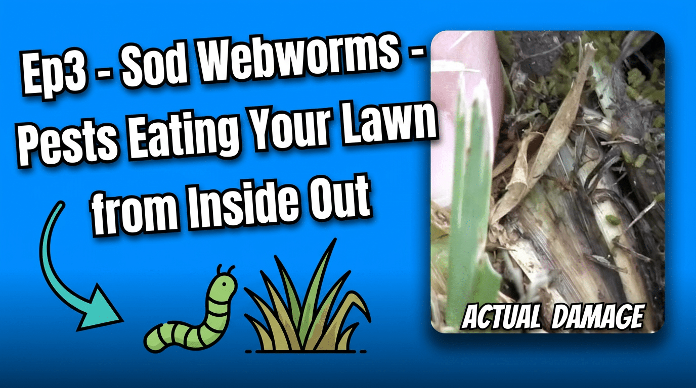 Sod Webworms damage your lawn from within the soil inside out